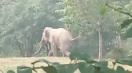 Protective pet dogs chase away wild elephant wandering through homes in Thailand