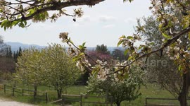 Cherry Tree Blossoms move to Mistral winds in Aix-en-Provence, France