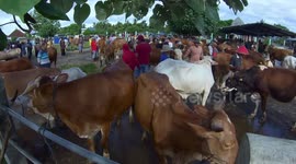 Demand for cattle increases in traditional markets ahead of Eid al-Fitr In Imogiri, Indonesia