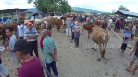 Demand for Cattle Increases Ahead of Eid Al-Fitr in Yogyakarta, Indonesia
