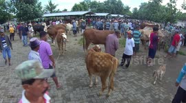 Traditional Cattle Livestock in Yogyakarta On the eve of Eid al-Fitr In Imogiri, Indonesia