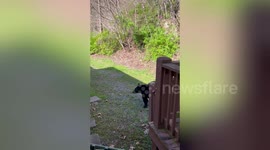 Black bear rummages through Airbnb trash bins in North Carolina