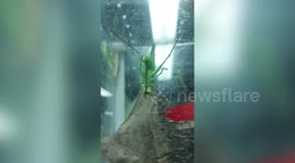 Pet grasshopper hangs upside down in tank