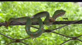 Fearless snail rests on top of venomous pit viper's neck
