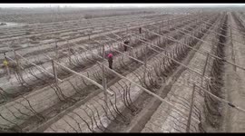 Grape Planting In Hami, China