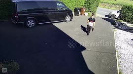 Amazon delivery driver finally meets his match - a friendly cat that wanted belly tickles