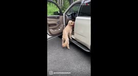 Excited doggo greets owner's BFF as if she'd waited years to get a glimpse of her