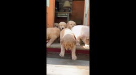 Cute litter of puppies is ready to start the day and make it wholesome