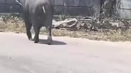 Hungry wild boar caught while looking through rubbish for food in Pattaya