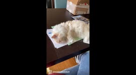 Woman finds a Purr-fectly good reason to take a work break