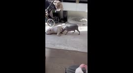 Playful Sphynx cat annoys American Pit Bull Terrier in hilarious video from Toronto, Canada!