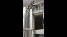 Hilarious video of mischievous cat Leo - climbs on window and falls in a comical mishap!