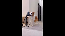 Watch this Border Collie named Pluto steal the show with incredible dance moves
