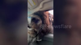 Huge bison have US family in hysterics eating bread from their car
