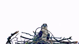 Close up from osprey sitting in nest in windy day. You can see this bird around water area and coastal are