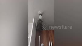 Smart pet cat climbs up cabinet to turn on light