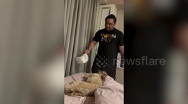 Adorable Shih Tzu plays dead when owner tries to put on diaper