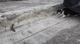 Fierce stray cats hunt two little mice on road