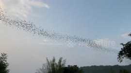 Thousands of bats form mesmerising snake-shaped swarm in sky