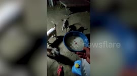 Excited dogs as owner gives them porridge for dinner