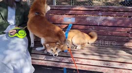 Funny pet Shiba Inu dog sits on friend's head to get better view of park