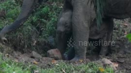 Trunk-less elephant calf spotted in southern India