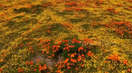 California Golden Poppies Are in A Full Bloom in Lancaster, CA, USA