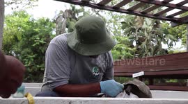 Conservation Win As 86 Giant Tortoises Introduced On Galapagos Island, Ecuador
