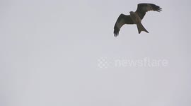 Red Kite bird of prey fighting against stormy winds in Switzerland