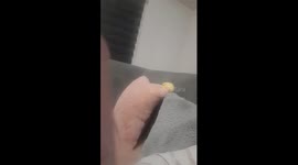 the rosenkolis bird is playing with a pillow