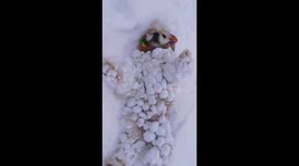 Furry friend's snowy adventure: a dog's journey through sticky snow