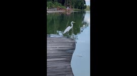 Garça ave brasileira voando do em camera lenta sobre lago numa área de lazer numa fazenda