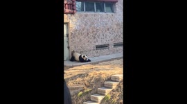 Adorable panda tickles himself by rubbing bottom against wall in Chinese zoo