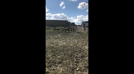 'Crash wallop BANG!' - Pony riding disaster sends woman straight to hospital