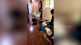 Terrified black cat runs away from toy shark in Taiwan