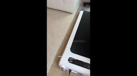 Watch Henri the Dachshund's hilarious reaction to a treadmill in Dallas, Texas!