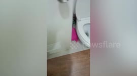 Snake found hiding in toilet's U-bend
