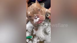 Adorable pet American bully looks confused while being given soapy bath