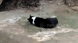 Meu gato brincando de pular no pé de banana ele é muito engraçado e esperto e gosta muito de brinca assim