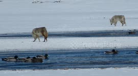 Two Coyotes On Wascana Lake April 6th, 2023 Photos + Video #UrbanWildlife #coyote #WascanaLake