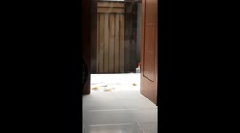 Playful cats on sunny south Jakarta terrace!