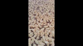 Must-see clip shows hundreds of ducklings surround man when he calls