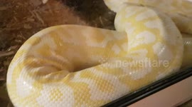 This big Burmese Python Snake is getting larger in size and it's still growing