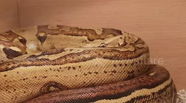 Python Snake resting and also Two King Snake species moving about