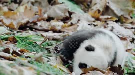 The round and bright eyes of the panda cubs are full of curiosity about the world. They roll around on a pile of leaves. The naughty pandas play and fight with each other, climbing up trees to explore. Lazily lying flat on the ground to taste this delicio