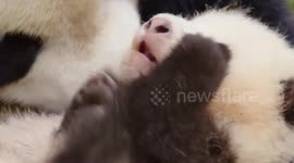 The most adorable national treasure animal: the panda. The panda cubs are growing up healthily under the careful care of their mothers, and their round and bright eyes are full of curiosity about the world. The pandas are enjoying the bamboo leisurely, an