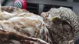 Kind driver saves baby owl suffering from heatstroke found on road