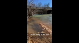 Stray dog found by the river and taken home by kind-hearted individual