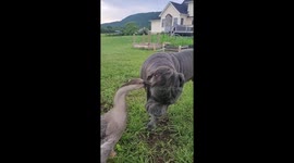 Unlikely friendship: goose scratches dog's face