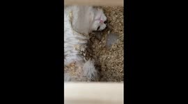 When the cat defeats the rack: a day in the life of vacuuming sawdust from a mischievous feline